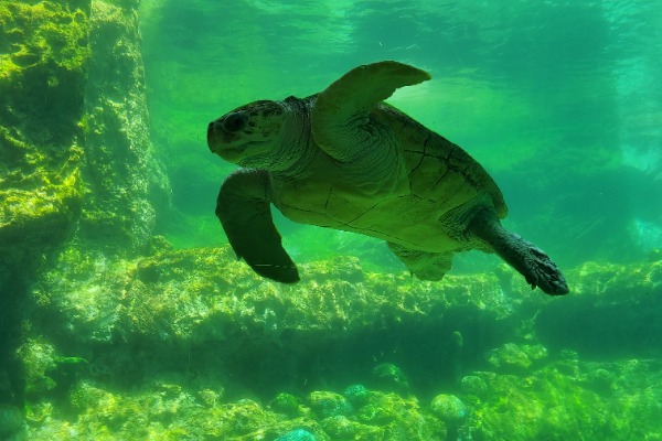 SeaWorld Turtle