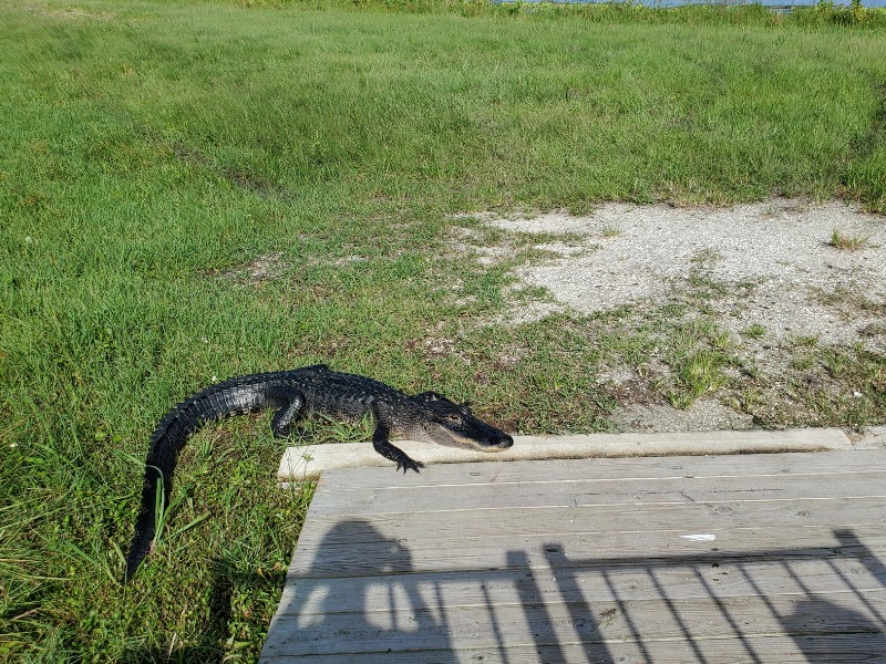 Alligator near the boardwalk at the Orlando Wetlands