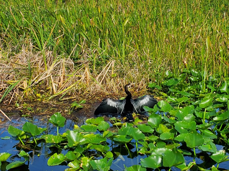 Bird in the Orlando Wetlands