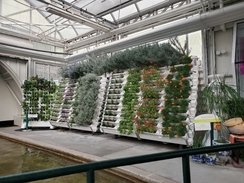 Plants growing in the Living with the Land greenhouse at EPCOT