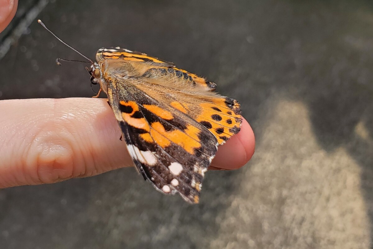 Butterfly on a finger at Lukas Nursery