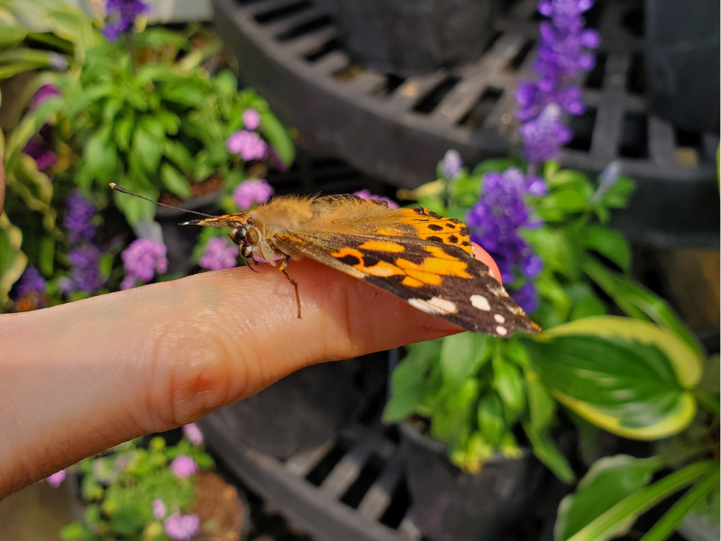 Butterfly on a finger at Lukas Nursery in Oviedo, FL