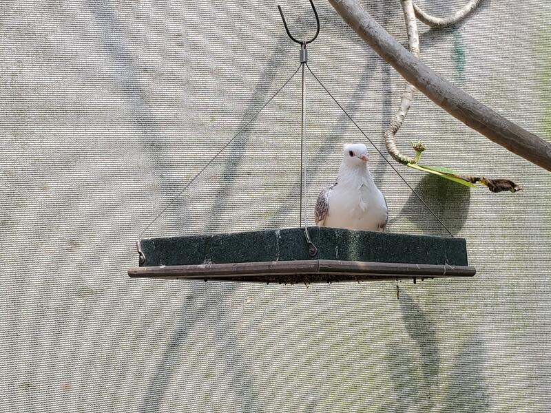 Button quail at Lukas Nursery in Oviedo, FL