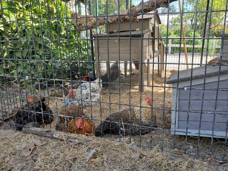 Chicken coop at Lukas Nursery in Oviedo, FL