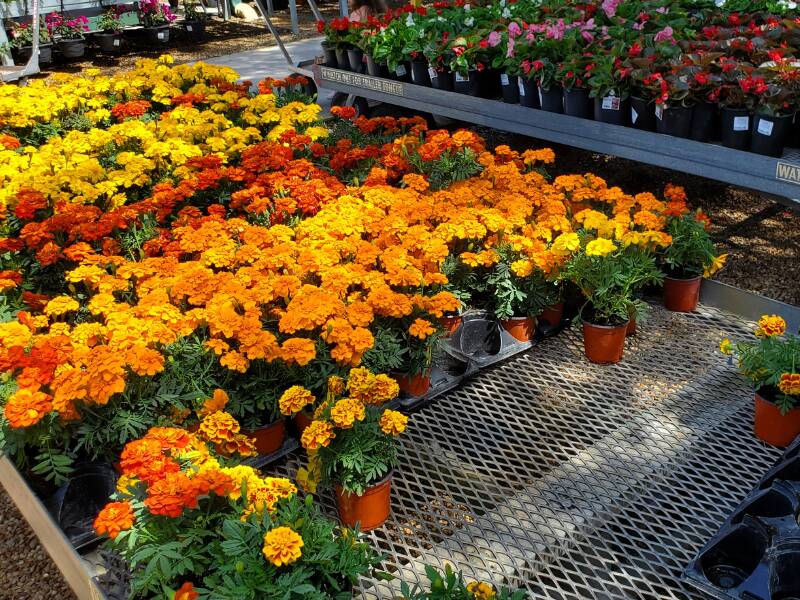 Flowers at Lukas Nursery in Oviedo, FL