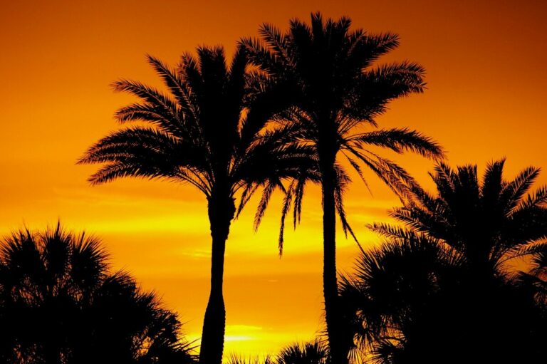 Palm trees